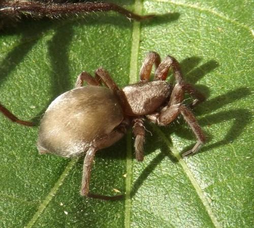 Scotophaeus sp.
